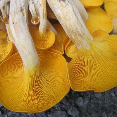 Jack'O’Lantern Plugs - (Omphalotus olearius) - Product Image