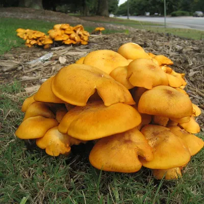 Jack'O’Lantern Plugs - (Omphalotus olearius) - Image 2