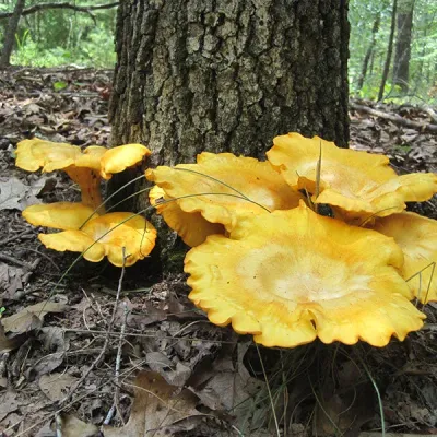 Jack'O’Lantern Plugs - (Omphalotus olearius) - Image 3