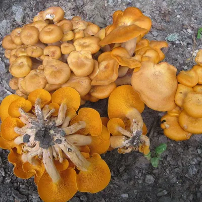Jack'O’Lantern Plugs - (Omphalotus olearius) - Image 4