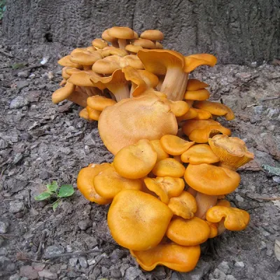 Jack'O’Lantern Plugs - (Omphalotus olearius) - Image 5