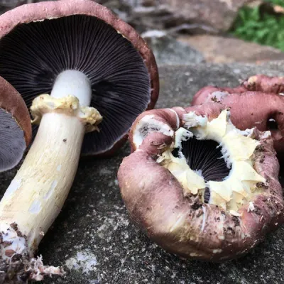 King Stropharia “Clemson” - Garden Giant - (Stropharia rugoso-annulata) - 5lb - Product Image