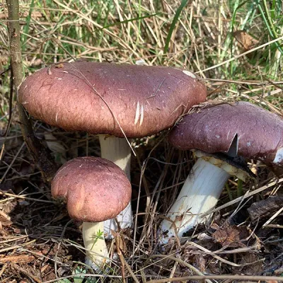 King Stropharia “Clemson” - Garden Giant - (Stropharia rugoso-annulata) - 5lb - Image 2