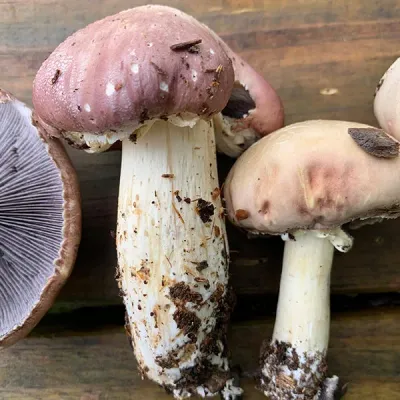King Stropharia “Clemson” - Garden Giant - (Stropharia rugoso-annulata) - 5lb - Image 3