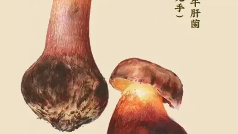 lanmaoa asiatica mushroom