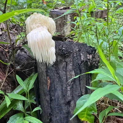 Lion's Mane (Hericium spp.) Mushroom Fruiting Logs - Product Image