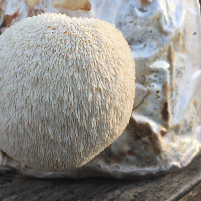 Lion's Mane Mushroom Fruiting Kit - Image 2