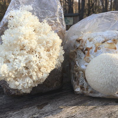 Lion's Mane Mushroom Fruiting Kit - Image 3