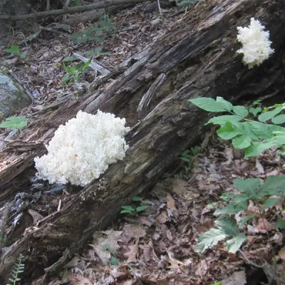 Lion's Mane Mushroom Plug Spawn - (Hericium spp.) - Image 2