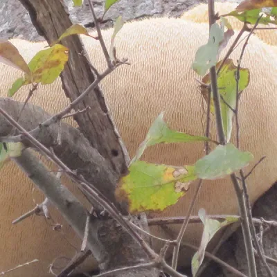 Lion's Mane Mushroom Plug Spawn - (Hericium spp.) - Image 3