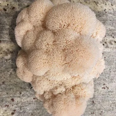 Lions Mane Sawdust Spawn - (Hericium spp.) - 5lb - Product Image