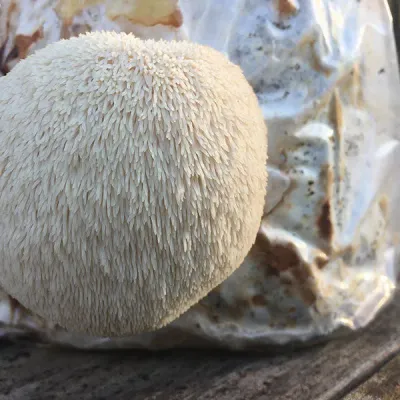 Lions Mane Sawdust Spawn - (Hericium spp.) - 5lb - Image 2