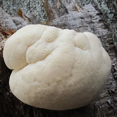 Lions Mane Sawdust Spawn - (Hericium spp.) - 5lb - Image 3