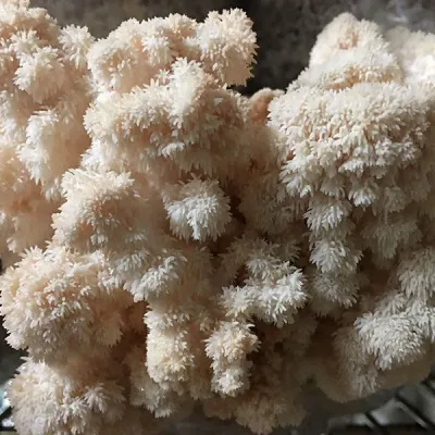 Lions Mane Sawdust Spawn - (Hericium spp.) - 5lb - Image 5