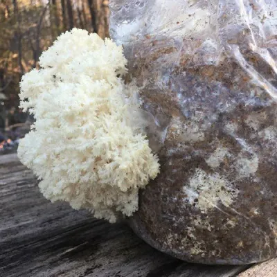 Lions Mane Sawdust Spawn - (Hericium spp.) - 5lb - Image 6