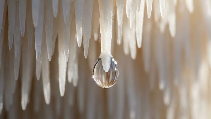 lions-mane mushroom — macro mushroom-only photography