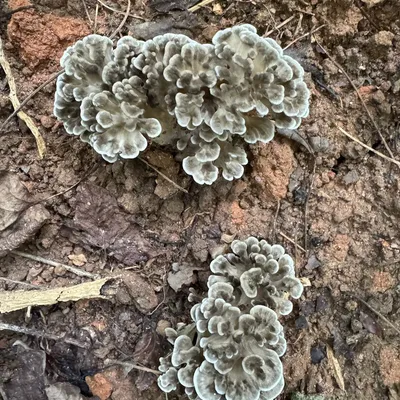Maitake (Grifola frondosa) Mushroom Fruiting Logs - Product Image