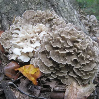 Maitake, Hen of the Woods - (Grifola frondosa) Sawdust Spawn - 5lb - Product Image