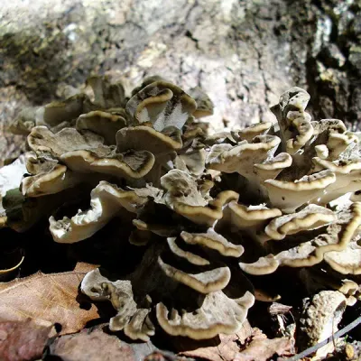 Maitake, Hen of the Woods - (Grifola frondosa) Sawdust Spawn - 5lb - Image 2