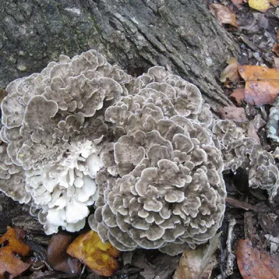 Maitake, Hen of the Woods - (Grifola frondosa) Sawdust Spawn - 5lb - Image 3