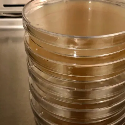 Malt Extract Agar Plates - 20 count - Product Image