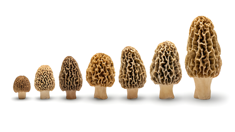 morel mushroom — catalog-raw mushroom-only photography