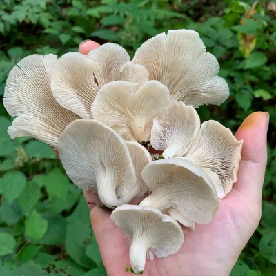 Mulberry Oyster MycoGarden Fruiting Kit - (Pleurotus ostreatus) - Product Image