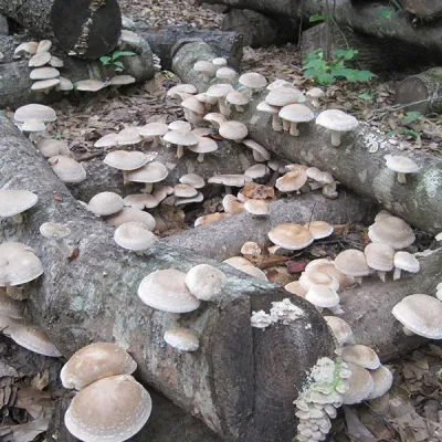 Mushroom Plugs - 1000 count - Image 3