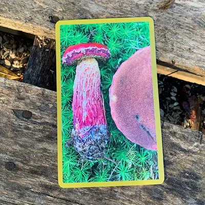 MycoCards - Product Image
