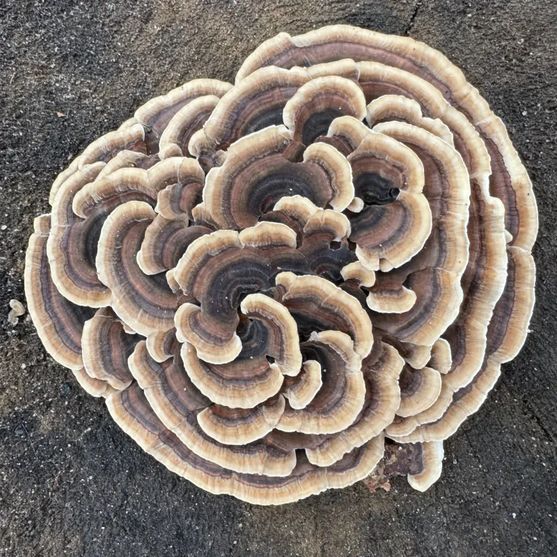 Mycomatrix TURKEY TAIL Adaptogenic Mushroom Extract - Image 4