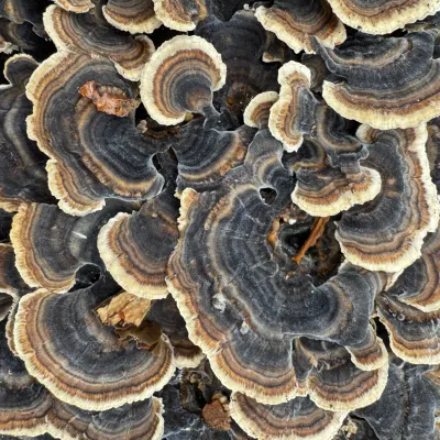 Mycomatrix TURKEY TAIL Adaptogenic Mushroom Extract - Image 5