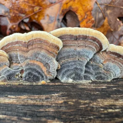 Mycomatrix TURKEY TAIL Adaptogenic Mushroom Extract - Image 6
