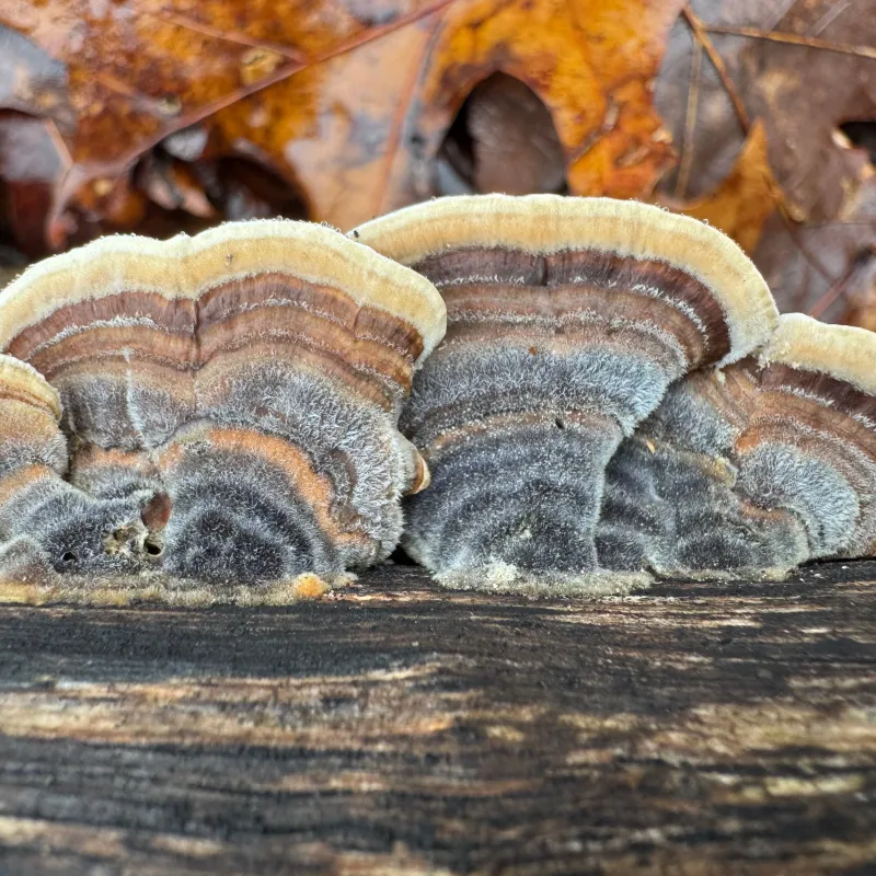 Mycomatrix TURKEY TAIL Adaptogenic Mushroom Extract - Image 6