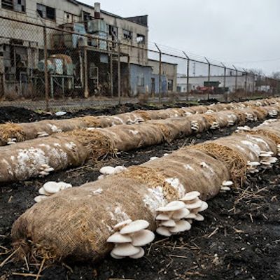 pearl-oyster mushroom — ecology mushroom-only photography
