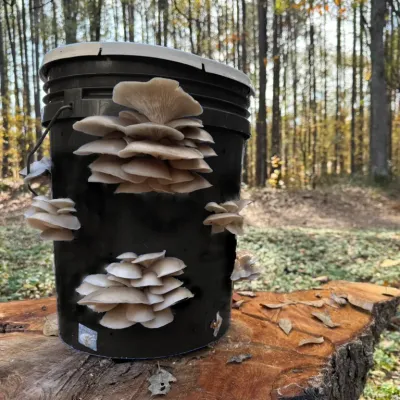 MyShroomyGarden - Product Image