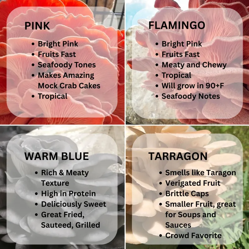 MyShroomyGarden - Image 6