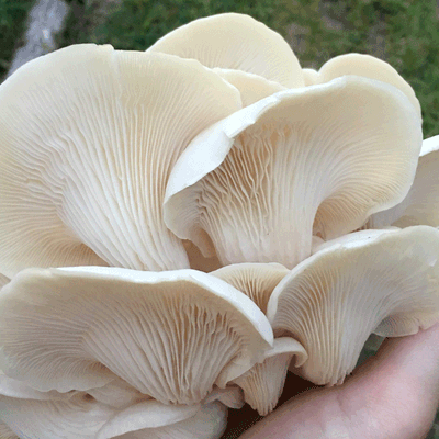 MyShroomyGarden Refill Kit - Product Image