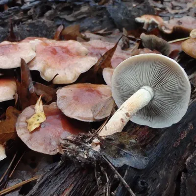 Nameko Mushroom Plugs - (Pholiota Nameko) - Product Image