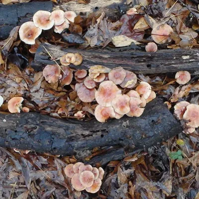 Nameko Mushroom Plugs - (Pholiota Nameko) - Image 2