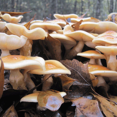 Nameko MycoGarden Fruiting Kit - (Pholiota nameko) - Product Image