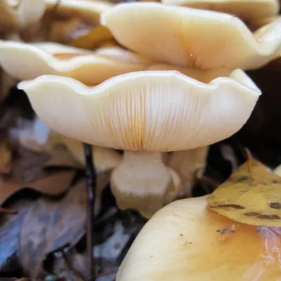 Nameko MycoGarden Fruiting Kit - (Pholiota nameko) - Image 3