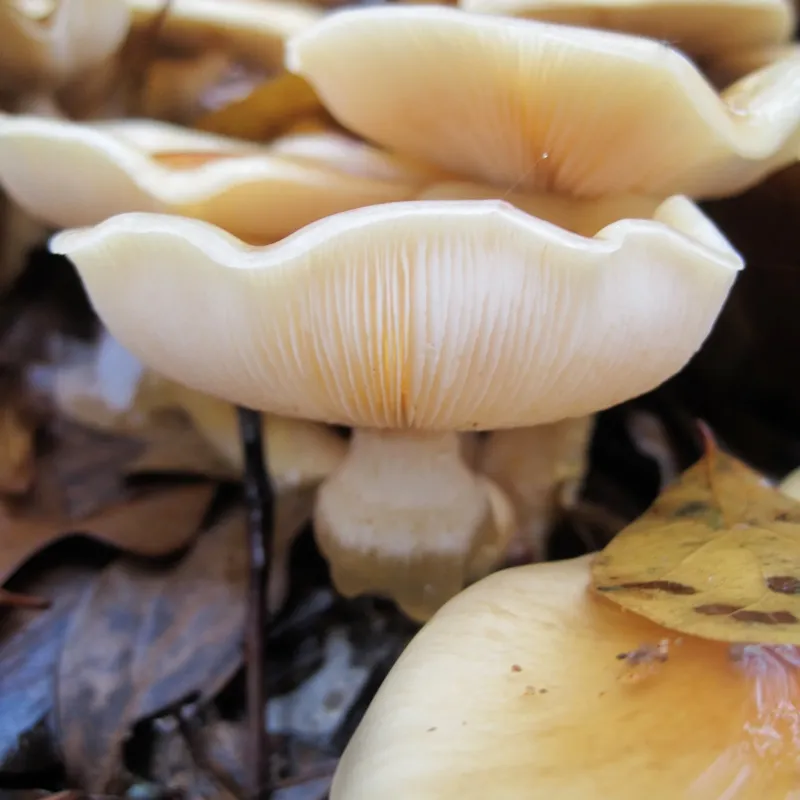 Nameko MycoGarden Fruiting Kit - (Pholiota nameko) - Image 3