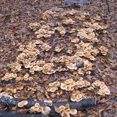 Nameko - (Pholiota nameko) Sawdust Spawn - 5lb - Product Image