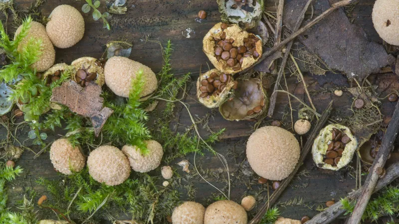 Nidularia deformis (Bird's Nest Fungus) mushroom