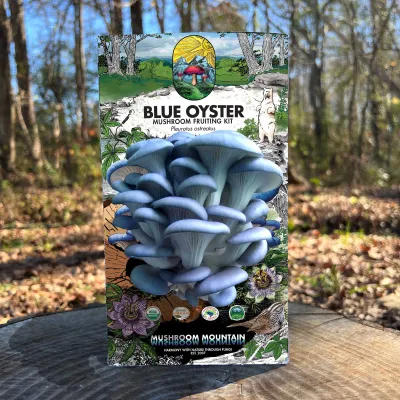 Oyster Mushroom Fruiting Kit - (Pleurotus spp.) - Image 2
