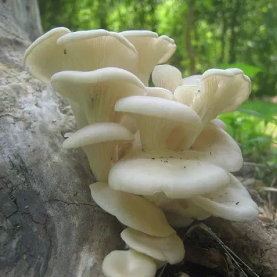 Oyster Mushroom Plug Spawn - (Pleurotus spp.) - Image 2
