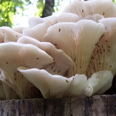 Oyster Mushroom Plug Spawn - (Pleurotus spp.) - Image 3