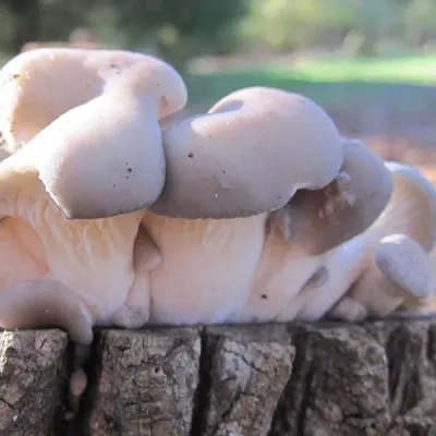 Oyster Mushroom Plug Spawn - (Pleurotus spp.) - Image 5