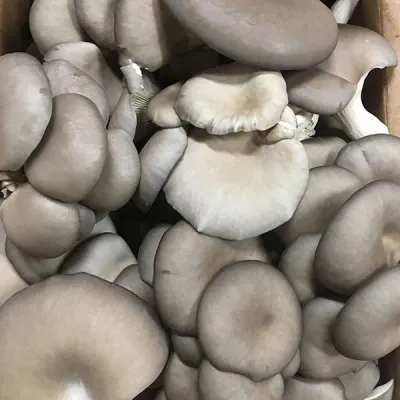 Oyster Mushroom Plug Spawn - (Pleurotus spp.) - Image 6