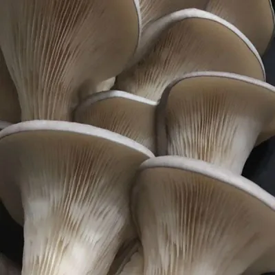 Oyster Mushroom Sawdust Spawn - (Pleurotus spp.) - 5lb - Image 2